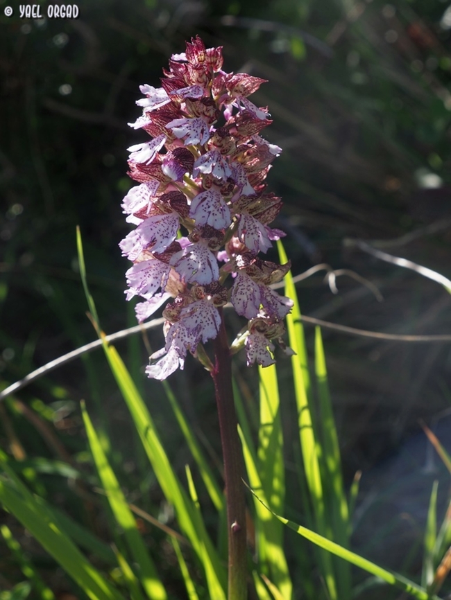 Orchis purpurea  Geotagged,Italy,Lady orchid,Orchis purpurea,Spring