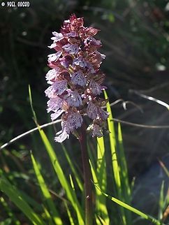 Orchis purpurea  Geotagged,Italy,Lady orchid,Orchis purpurea,Spring