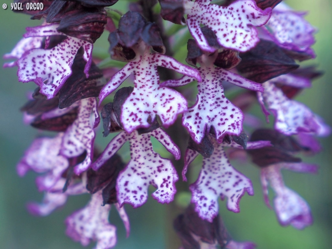Orchis purpurea  Geotagged,Italy,Lady orchid,Orchis purpurea,Spring