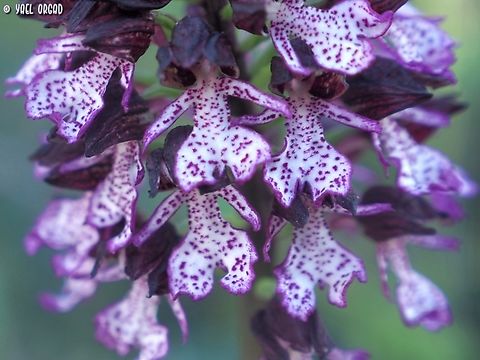 Orchis purpurea  Geotagged,Italy,Lady orchid,Orchis purpurea,Spring