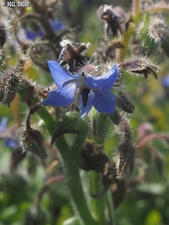Borago officinalis  Borage,Borago officinalis,Geotagged,Italy,Spring