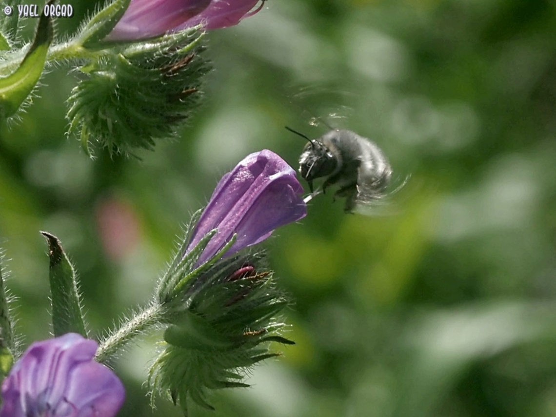 Anthophora bee on Echium plantagineum  Echium plantagineum,Geotagged,Italy,Purple Viper's-bugloss,Spring