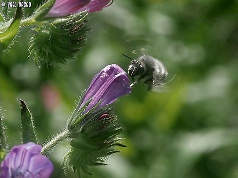 Anthophora bee on Echium plantagineum  Echium plantagineum,Geotagged,Italy,Purple Viper's-bugloss,Spring