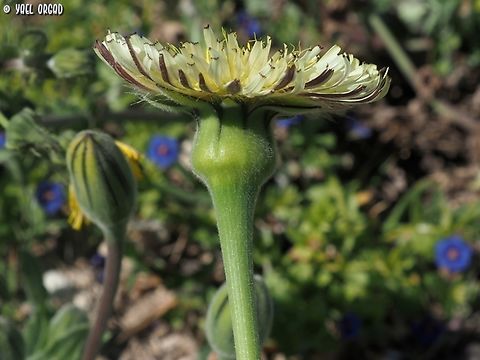 Urospermum dalechampii  Geotagged,Italy,Spring,Urospermum dalechampii