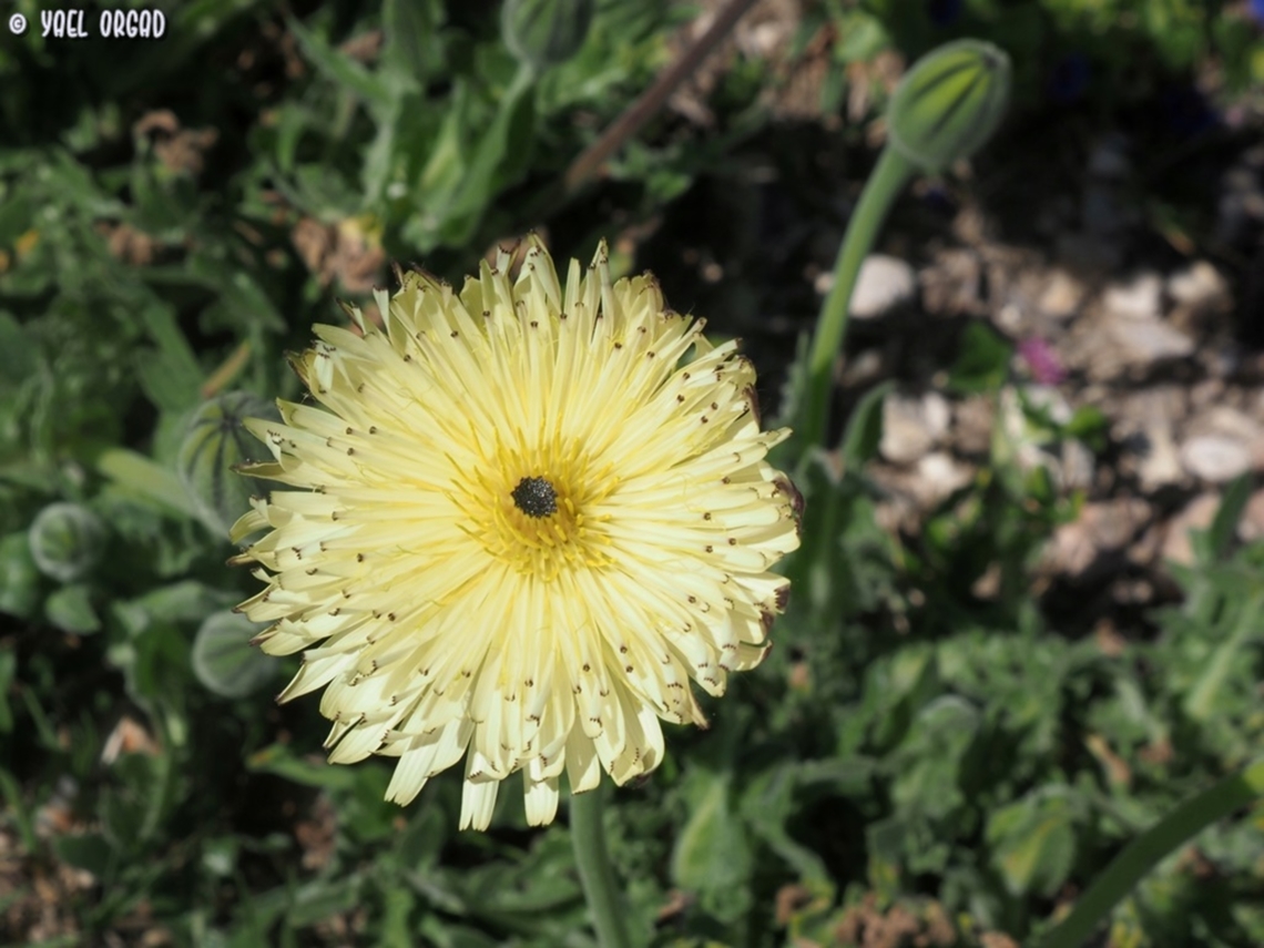 Urospermum dalechampii I really think these should be used in gardening, they are so beautiful!  Geotagged,Italy,Spring,Urospermum dalechampii
