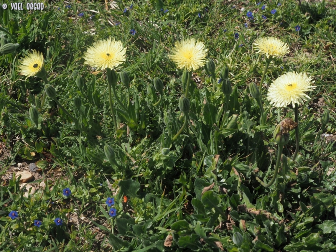 Urospermum dalechampii  Geotagged,Italy,Spring,Urospermum dalechampii