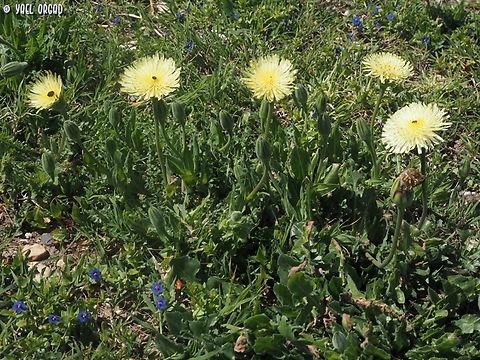 Urospermum dalechampii  Geotagged,Italy,Spring,Urospermum dalechampii