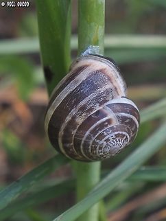 Eobania vermiculata  Chocolate-band Snail,Eobania vermiculata,Geotagged,Italy,Spring
