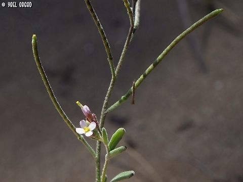 Maresia nana  Dwarf Stock,Geotagged,Italy,Maresia nana,Spring