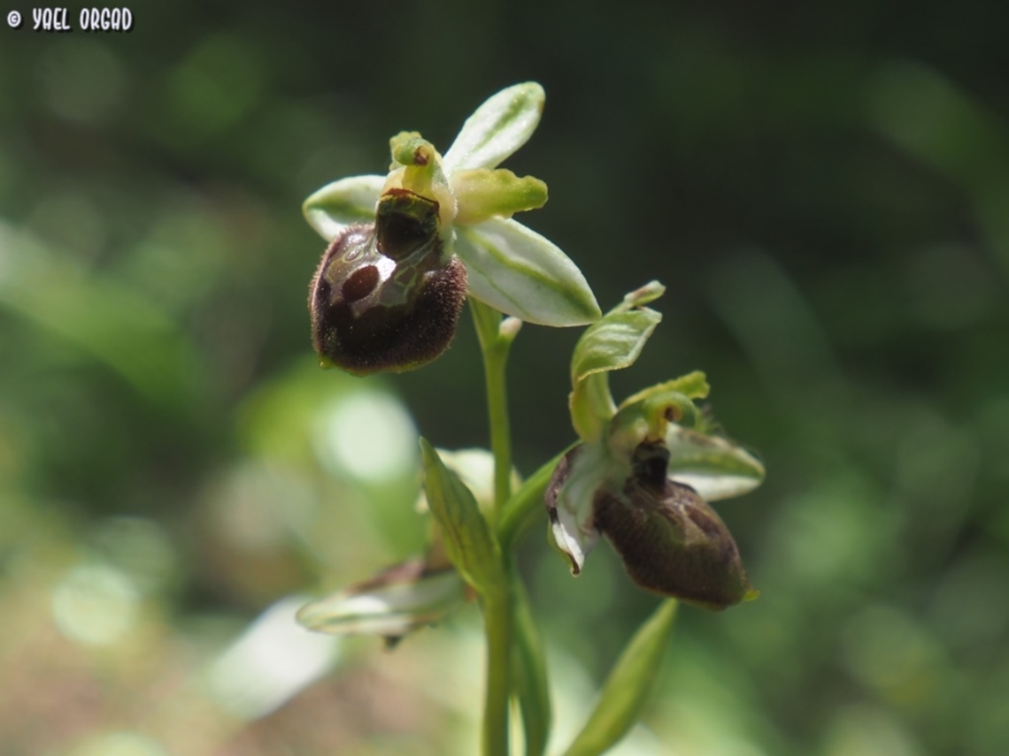 Ophrys exaltata ssp. archipelagi  Geotagged,Italy,Ophrys exaltata ssp. archipelagi,Spring