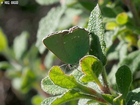 Callophrys rubi  Callophrys rubi,Geotagged,Green Hairstreak,Italy,Spring