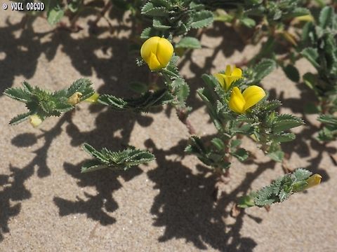 Ononis variegata  Geotagged,Italy,Ononis variegata,Spring,ononis variegata