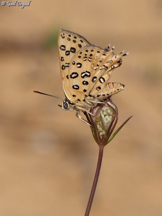 Apharitis cilissa  Cigaritis cilissa,Geotagged,Israel,Spring