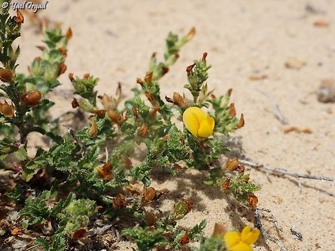 Ononis variegata  Geotagged,Israel,Ononis variegata,Spring,ononis variegata