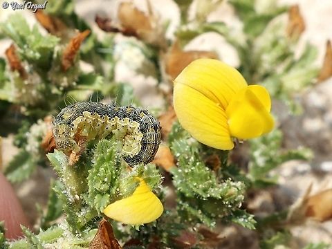 Ononis variegata  Geotagged,Israel,Ononis variegata,Spring,ononis variegata