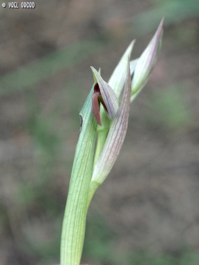 Serapias parviflora  Geotagged,Italy,Serapias parviflora,Spring,serapias parv