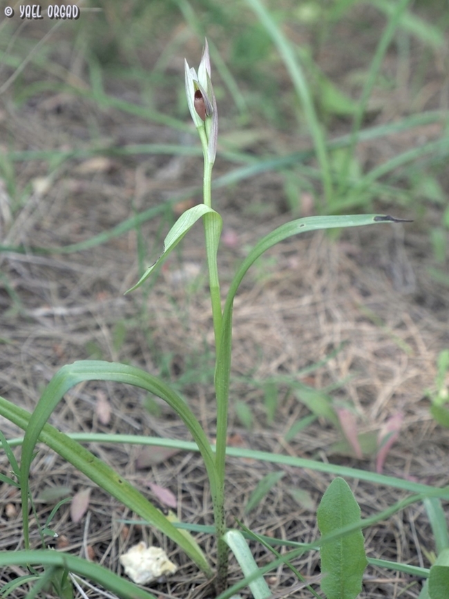 Serapias parviflora  Geotagged,Italy,Serapias parviflora,Small-flowered tongue-orchid,Spring