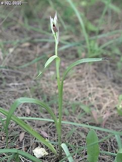 Serapias parviflora  Geotagged,Italy,Serapias parviflora,Small-flowered tongue-orchid,Spring