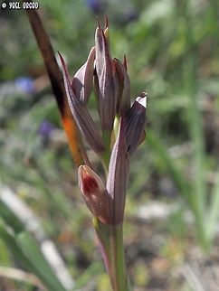 Serapias parviflora  Geotagged,Italy,Serapias parviflora,Spring