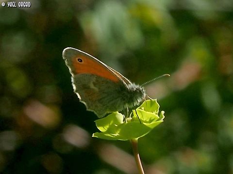 Coenonympha pamphilus  Coenonympha pamphilus,Geotagged,Italy,Small Heath,Spring