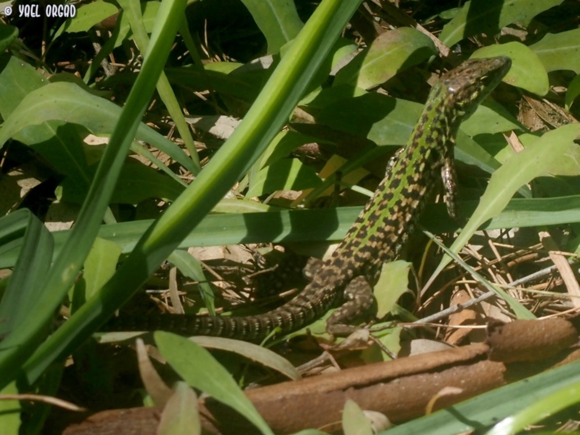 Podarcis siculus  Geotagged,Italian wall lizard,Italy,Podarcis siculus,Spring