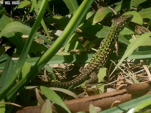 Podarcis siculus  Geotagged,Italian wall lizard,Italy,Podarcis siculus,Spring