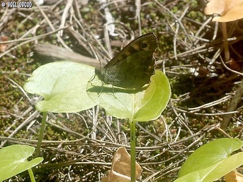 Pararge aegeria  Geotagged,Italy,Pararge aegeria,Speckled Wood,Spring