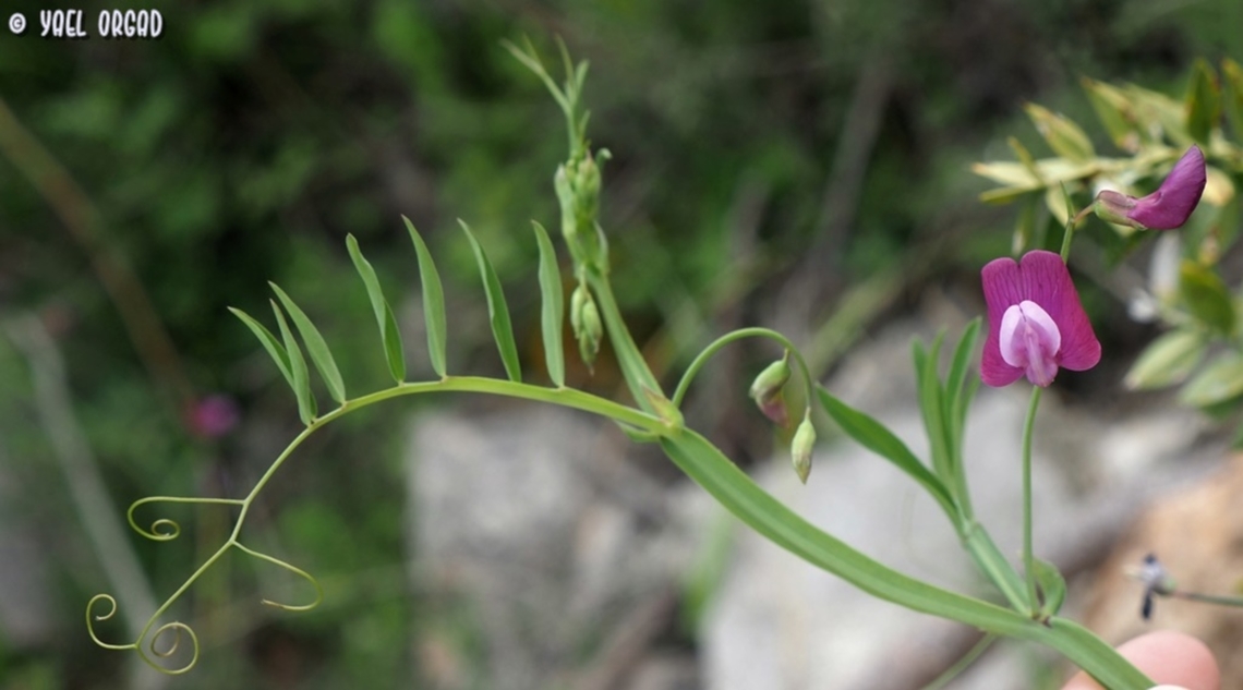 Lathyrus clymenum  Geotagged,Italy,Lathyrus clymenum,Spring
