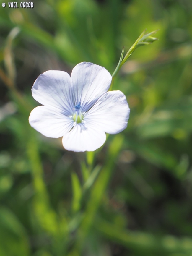 Linum bienne  Geotagged,Italy,Linum bienne,Pale Flax,Spring
