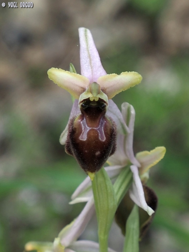 Ophrys exaltata ssp. archipelagi  Geotagged,Italy,Ophrys exaltata ssp. archipelagi,Spring