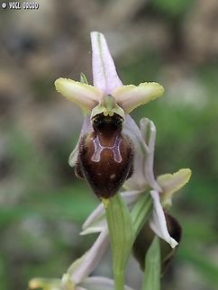 Ophrys exaltata ssp. archipelagi  Geotagged,Italy,Ophrys exaltata ssp. archipelagi,Spring