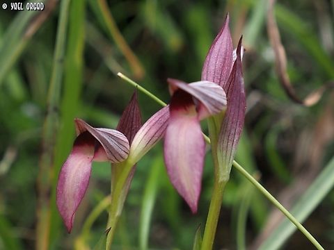 Serapias lingua  Geotagged,Italy,Serapias lingua,Spring,Tongue-orchid