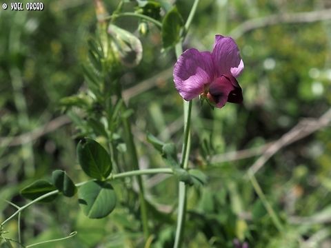 Pisum sativum  Geotagged,Italy,Pea,Pisum sativum,Spring
