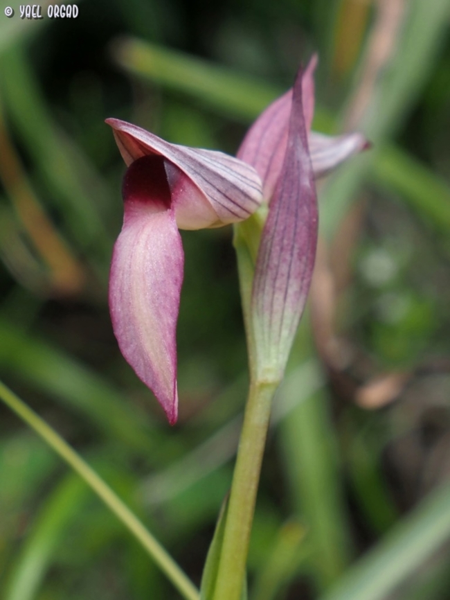 Serapias lingua  Geotagged,Italy,Serapias lingua,Spring,Tongue-orchid