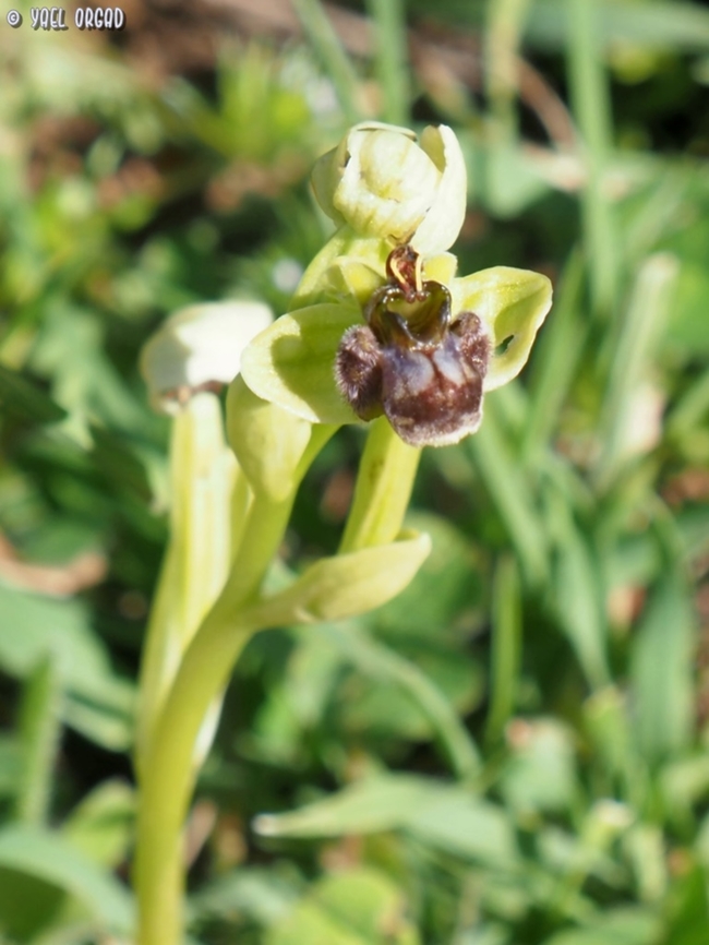 Ophrys bombyliflora  Bumblebee orchid,Geotagged,Italy,Ophrys bombyliflora,Spring