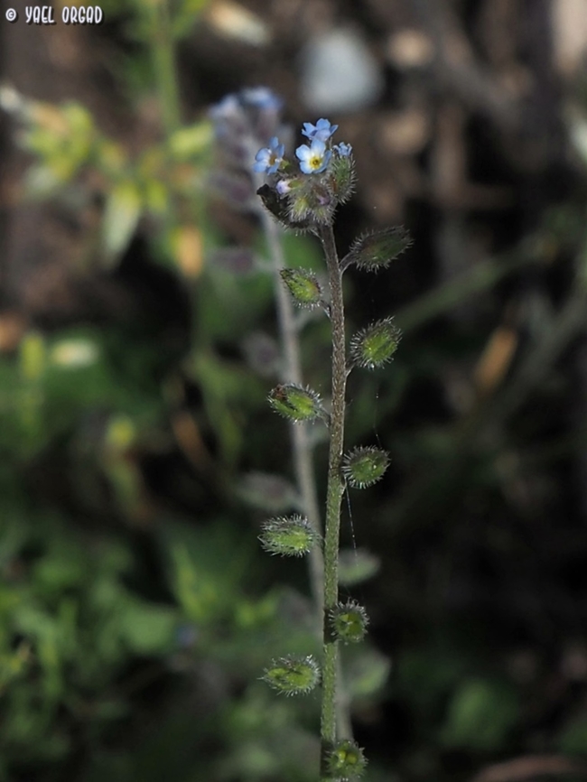 Myosotis ramosissima  Early Forget-me-not,Geotagged,Italy,Myosotis ramosissima,Spring