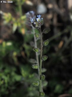 Myosotis ramosissima  Early Forget-me-not,Geotagged,Italy,Myosotis ramosissima,Spring