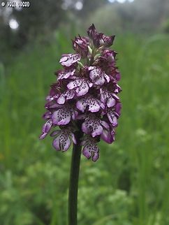 Orchis purpurea  Geotagged,Italy,Lady orchid,Orchis purpurea,Spring