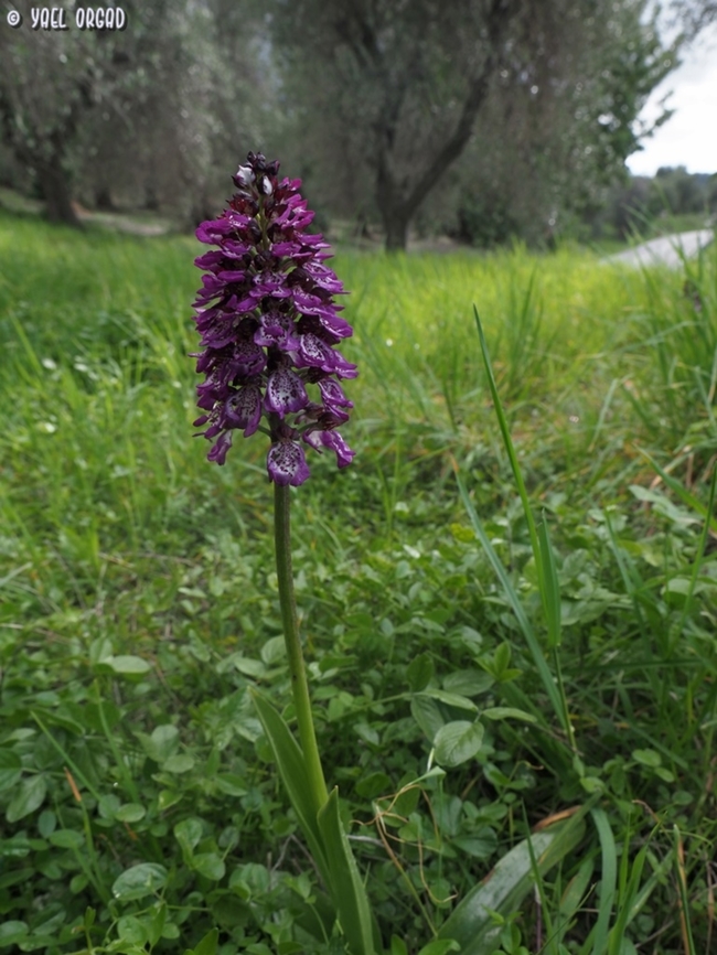 Orchis purpurea  Geotagged,Italy,Lady orchid,Orchis purpurea,Spring