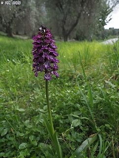 Orchis purpurea  Geotagged,Italy,Lady orchid,Orchis purpurea,Spring