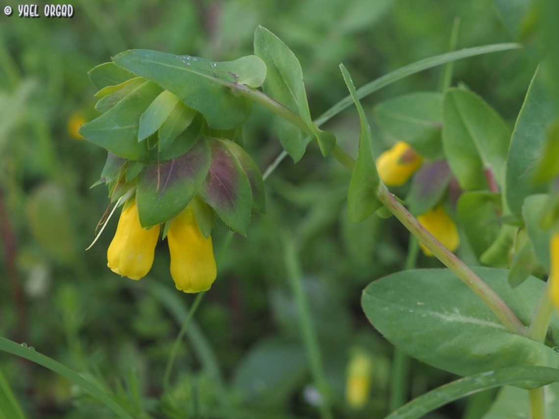 Cerinthe major  Cerinthe major,Geotagged,Greater Honeywort,Italy,Spring