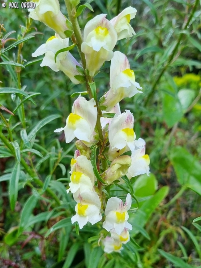 Antirrhinum siculum  Antirrhinum siculum,Geotagged,Italy,Spring