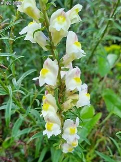 Antirrhinum siculum  Antirrhinum siculum,Geotagged,Italy,Spring