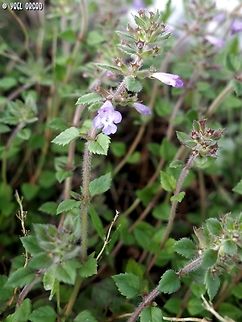 Clinopodium nepeta  Clinopodium nepeta,Geotagged,Italy,Lesser calamint,Spring