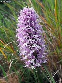 Orchis italica  Geotagged,Italian orchid,Italy,Orchis italica,Spring