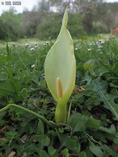 Arum italicum  Arum italicum,Geotagged,Italy,Spring,arum it