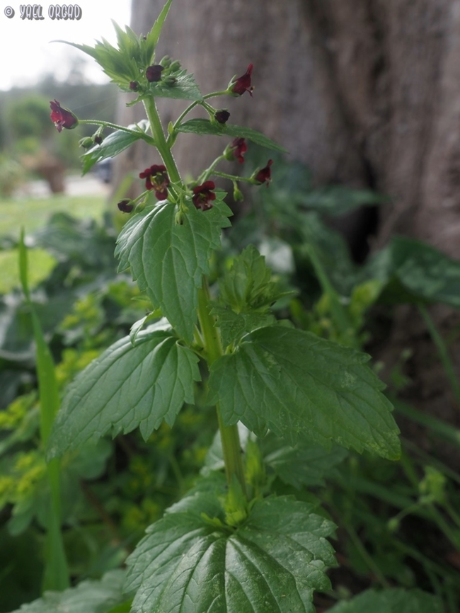 Scrophularia peregrina  Geotagged,Italy,Scrophularia peregrina,Spring