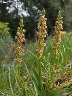 Orchis anthropophora  Geotagged,Italy,Orchi anthropophora,Orchis anthropophora,Spring