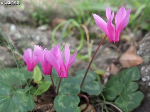 Cyclamen repandum  Cyclamen repandum,Geotagged,Italy,Spring,Spring Sowbread
