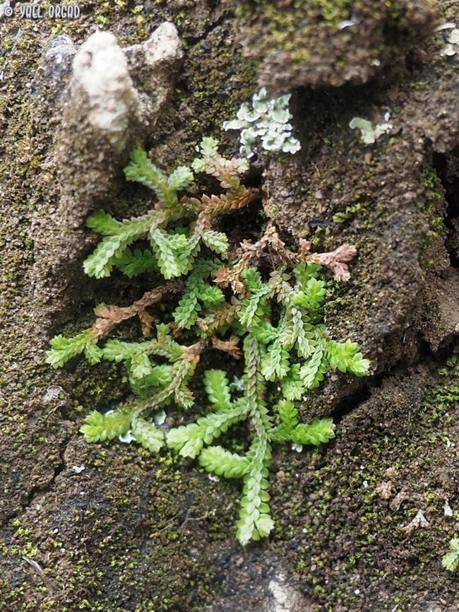 Selaginella denticulata  Geotagged,Italy,Selaginella denticulata,Spring